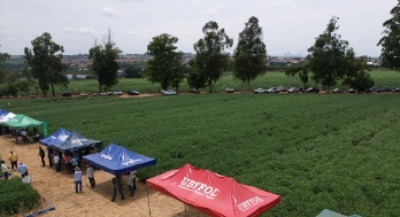 Vitrine Tecnológica de cultivares de soja 2024 - Cosmópolis 