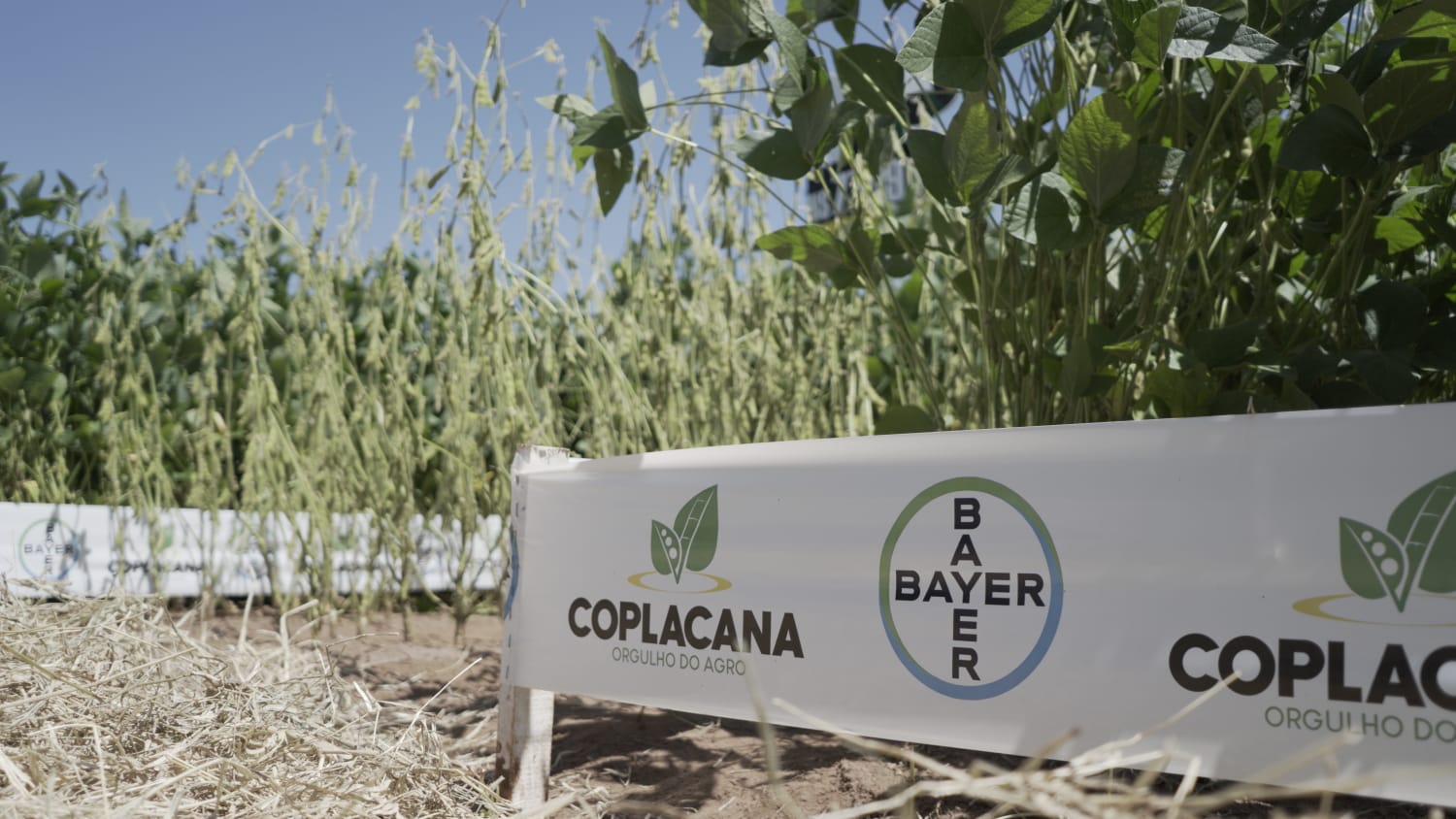 1° Vitrine Tecnológica de Cultivares de Soja 2023 - Silo Estância Agro, Santa Cruz das Palmeiras/SP