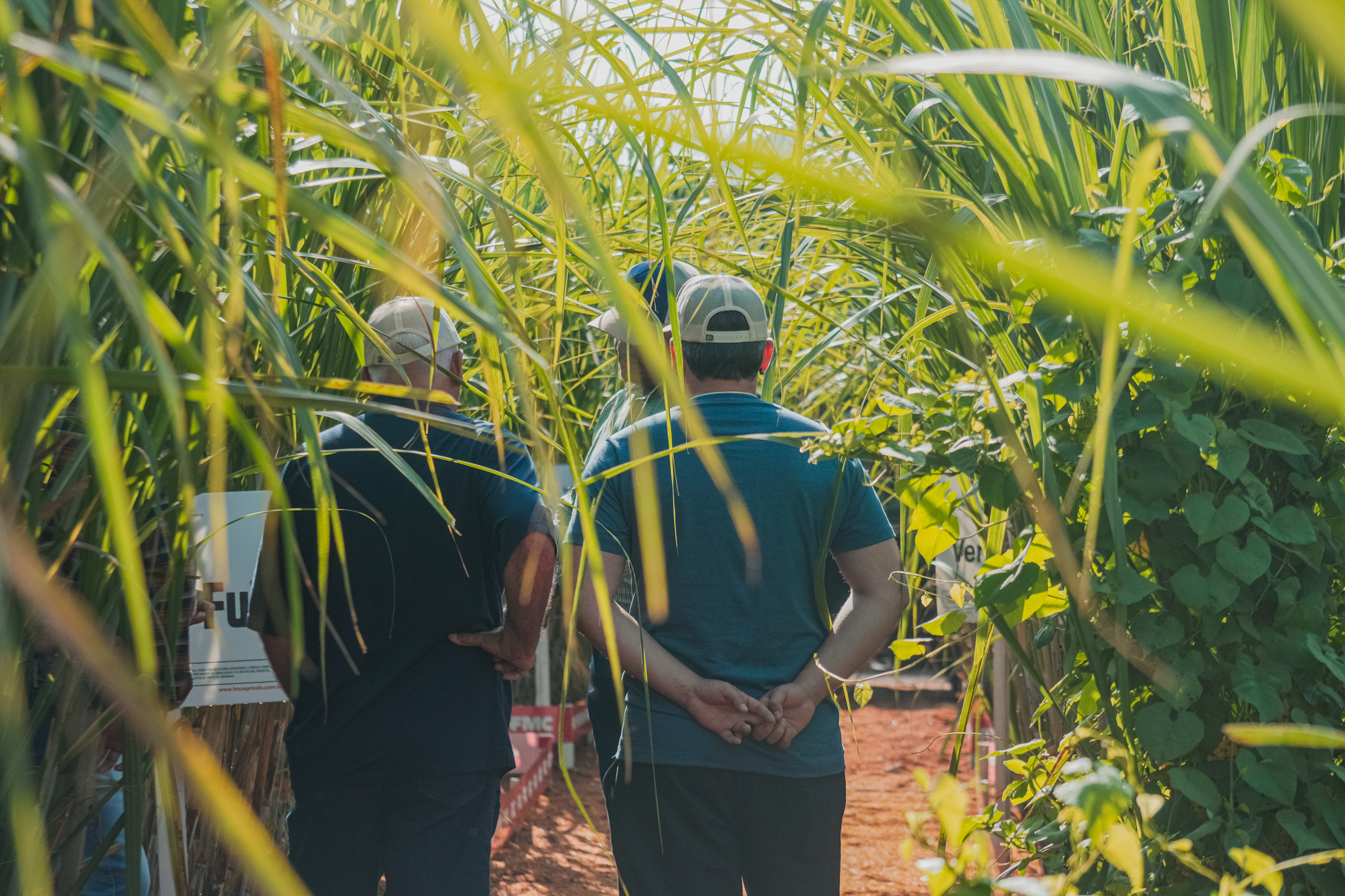 Atualização dos Manejos Nutricionais da Cana-de-Açúcar com Foco no Plantio 2023 - Jaboticabal, Araraquara/SP