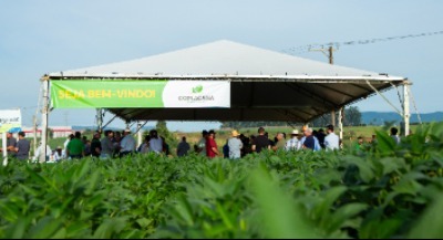 DEMONSTRAÇÃO  A CAMPO  DAS VARIEDADES  DE SOJA SAFRA 23/24